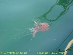 13 - Medusa - Jellyfish